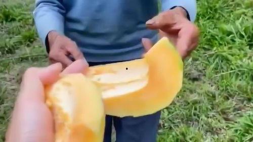 海南人吃瓜地方,瓜果飘香，品味热带风情