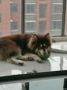 汤姆吃瓜照片,解锁夏日清凉新姿势