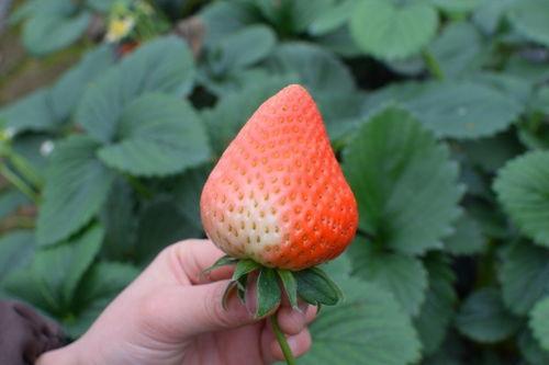 黑色草莓吃瓜,揭秘神秘吃瓜背后的故事