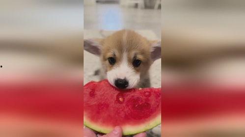 小狗吃瓜怎么画,趣味插画中的夏日风情