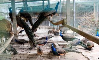 马马吃瓜版,揭秘娱乐圈幕后故事与趣味瞬间