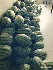 员工吃瓜怎么演,员工吃瓜背后的职场文化现象解析