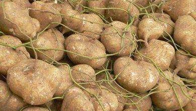 土瓜沙葛怎么吃,探索健康美味的烹饪之道