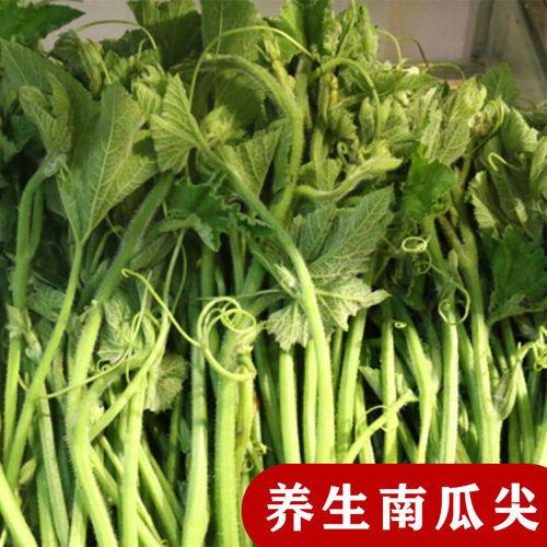 吃瓜尖的瓜苗,吃瓜尖的瓜苗养成攻略