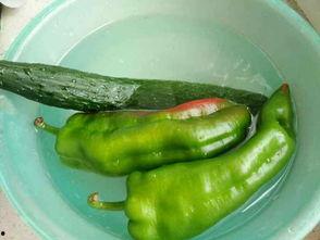 鸡吃芦瓜,田园生活新篇章