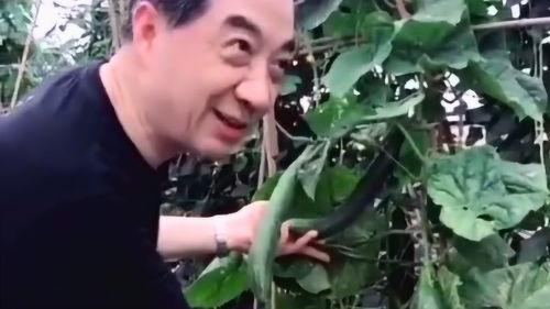 农村吃瓜惬意生活,悠然自得农村生活画卷