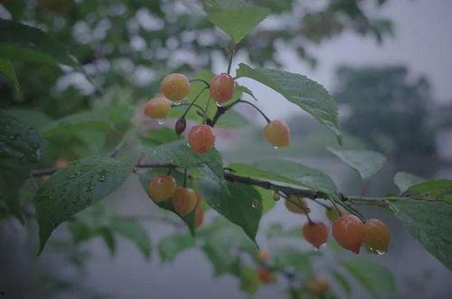 留学吃瓜小樱桃,小樱桃的吃瓜日记