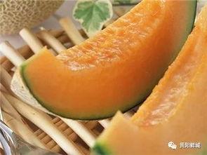 芝士哈密瓜 吃瓜了,一场味蕾的盛宴，吃瓜者的新宠