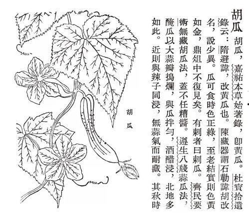 吃瓜线描
