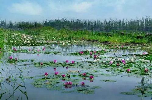 潘安湖吃瓜大会,瓜果飘香，欢乐共享盛宴